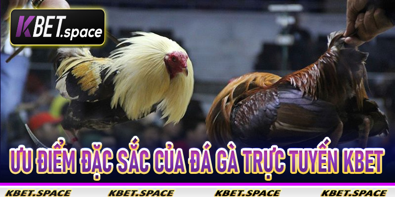 Ưu điểm đặc sắc của Đá Gà Trực Tuyến Kbet