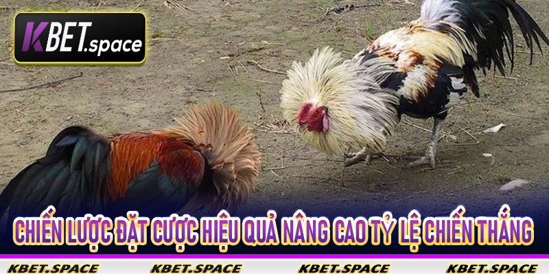 Chiến Lược đặt cược hiệu quả nâng cao tỷ lệ chiến thắng khi tham gia đá gà trực tuyến Kbet