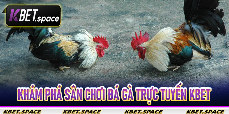 Đá gà trực tuyến Kbet